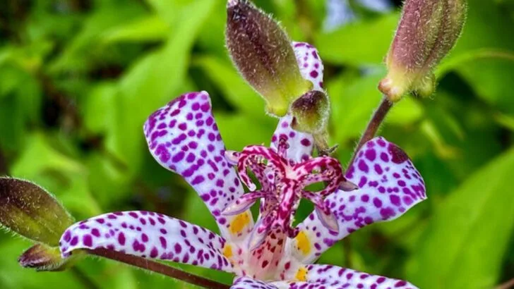 18 Shade-Loving Flowers That Add Color to Dim Spaces