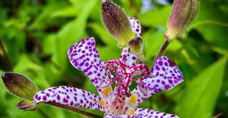 18 Shade-Loving Flowers That Add Color to Dim Spaces
