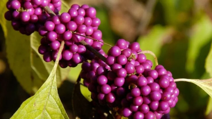 18 Shrubs That Change Color Like Mood Rings Throughout the Year