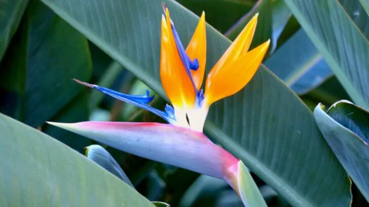 18 Statement Plants That Double as Backyard Art