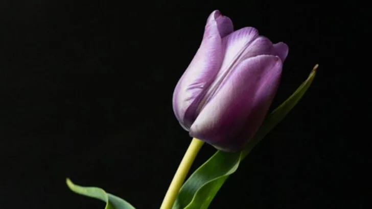 18 Summer Blooms That Look Like They’re Wearing Lip Gloss