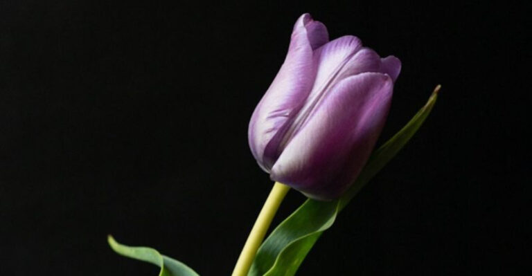 18 Summer Blooms That Look Like They’re Wearing Lip Gloss