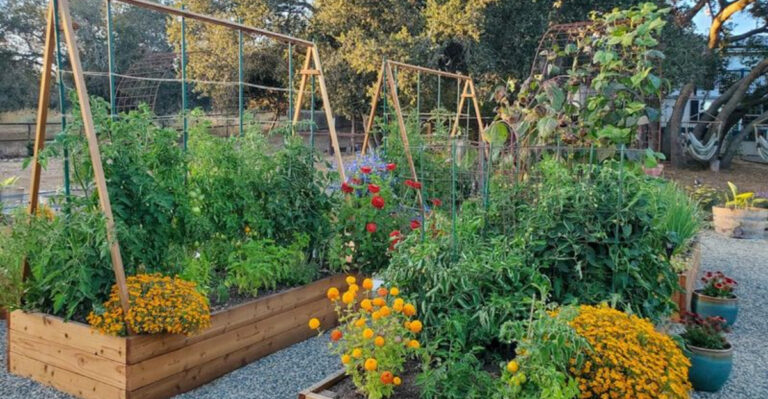 18 Summer Gardening Mistakes Everyone Makes (And How to Avoid Them)