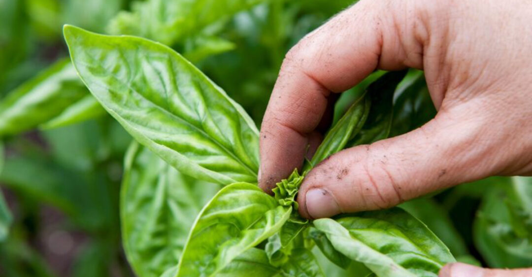 18 Surprising Reasons Your Basil Keeps Dying (And What to Do Instead ...