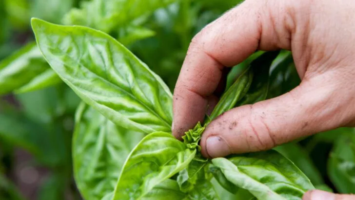 18 Surprising Reasons Your Basil Keeps Dying (And What to Do Instead)