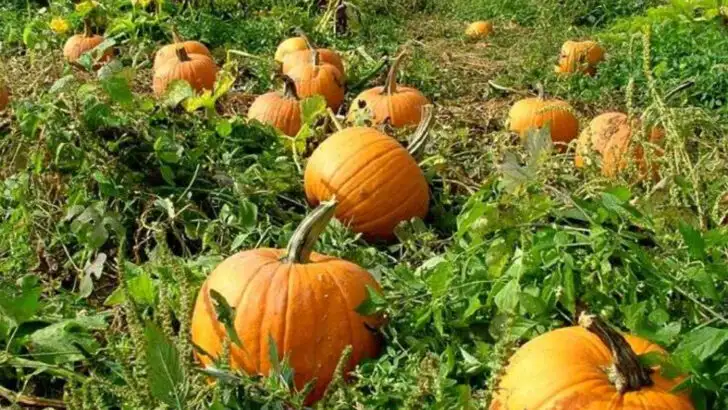 18 Survival Crops Great-Grandma Always Grew (And Why You Should Too)