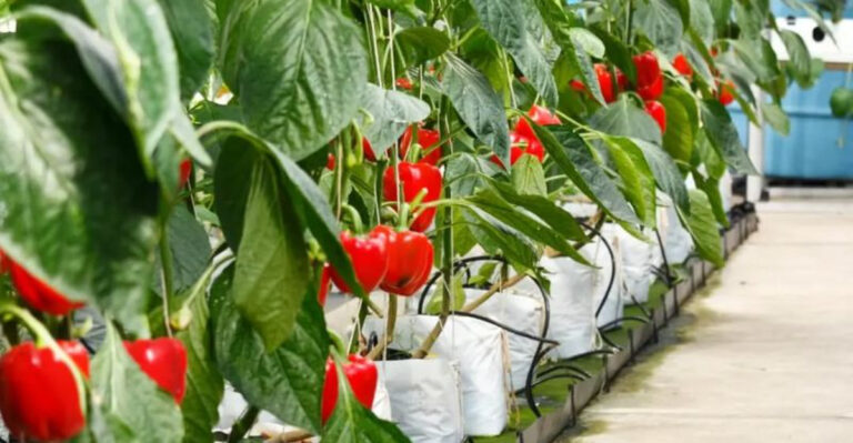 18 Veggies Nutritionists Wish More People Would Grow at Home