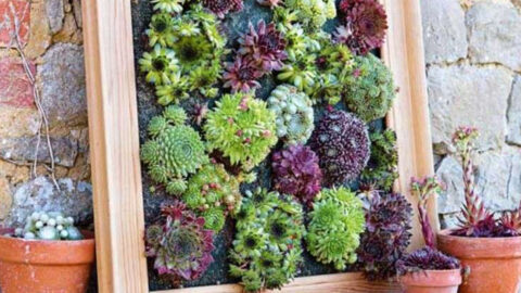 Stunning Backyard Vertical Garden Ideas For Small Yards image