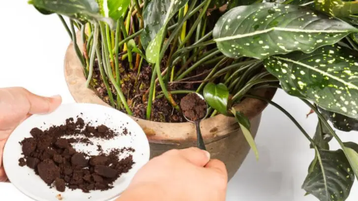18 Ways to Use Coffee Grounds in the Garden (That Actually Work)
