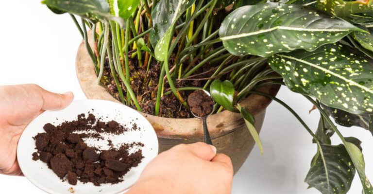 18 Ways to Use Coffee Grounds in the Garden (That Actually Work)