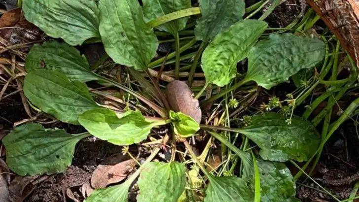 18 Weird Garden Weeds That Actually Do Something Good