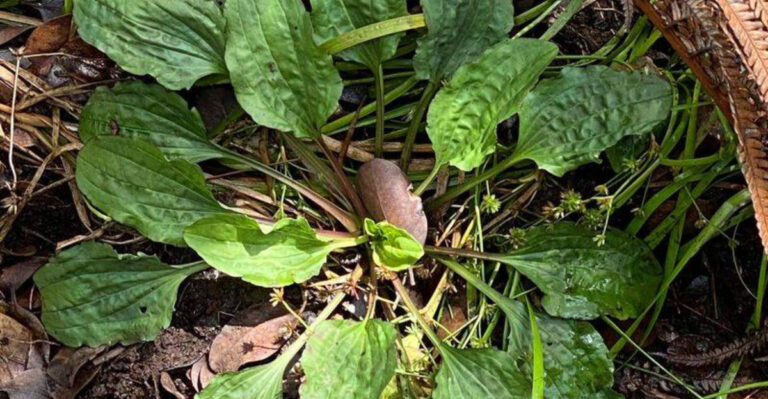 18 Weird Garden Weeds That Actually Do Something Good