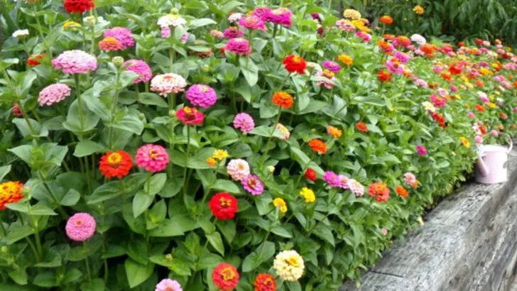 19 Ways You Might Be Hurting Your Zinnias Without Realizing It