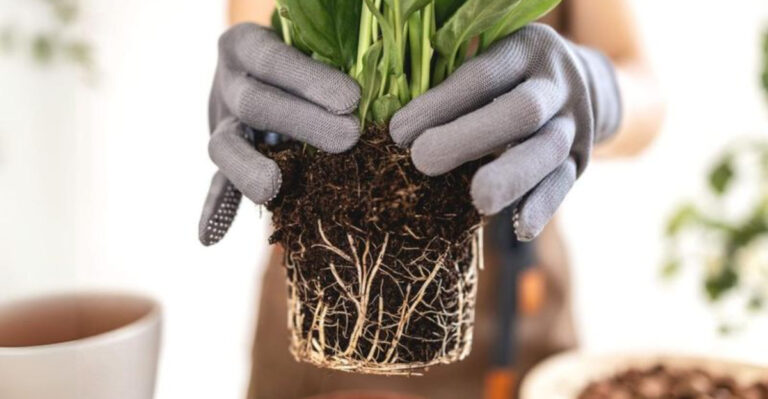 19 Beginner Plant Mistakes That Are Totally Fixable