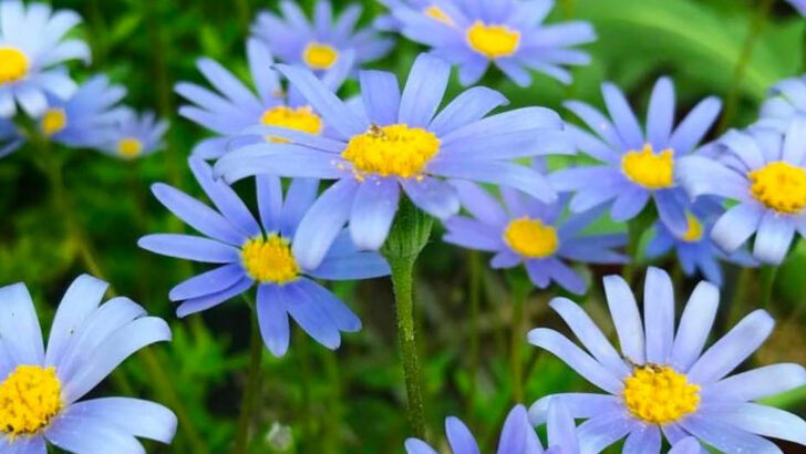 19 Blue Flowers That Look Unreal—But Aren’t Photoshopped