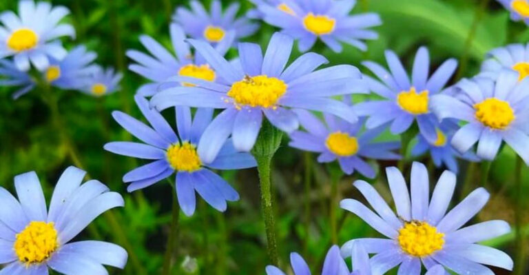 19 Blue Flowers That Look Unreal—But Aren’t Photoshopped