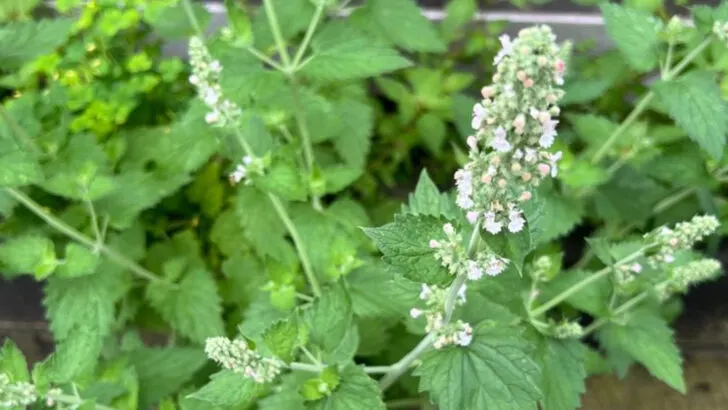 19 Garden Plants That Support Hormone Balance, Sleep, and Stress Relief