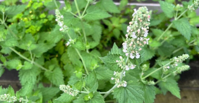 19 Garden Plants That Support Hormone Balance, Sleep, and Stress Relief