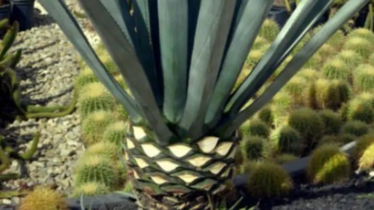 19 Gorgeous Plants That Can Handle Heat, Wind, and Neglect