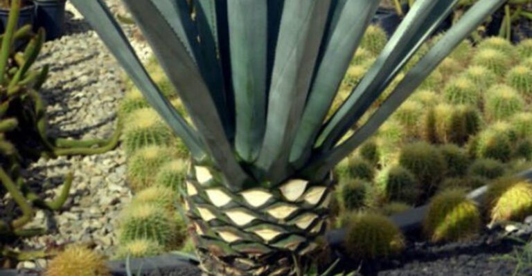 19 Gorgeous Plants That Can Handle Heat, Wind, and Neglect