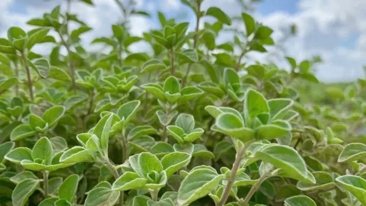 19 Herbs That Smell Strongest When You Brush Against Them