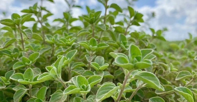 19 Herbs That Smell Strongest When You Brush Against Them