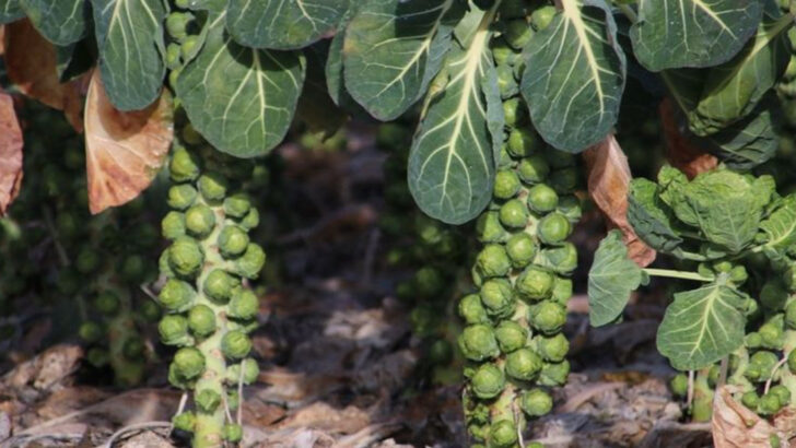 19 High-Fiber Vegetables to Grow If You Want to Eat (and Feel) Better