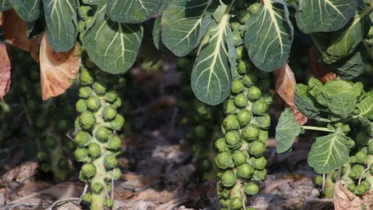 19 High-Fiber Vegetables to Grow If You Want to Eat (and Feel) Better