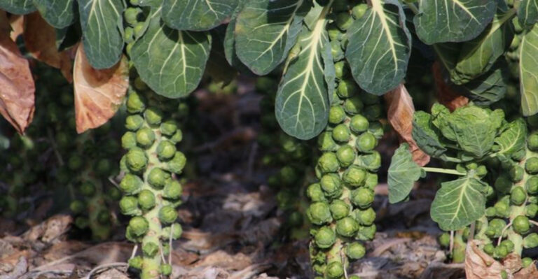 19 High-Fiber Vegetables to Grow If You Want to Eat (and Feel) Better
