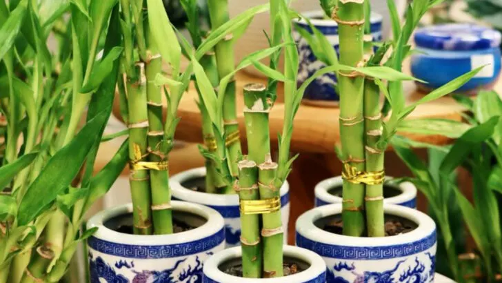 19 “Impossible” Plants That Are Secretly Easy to Grow