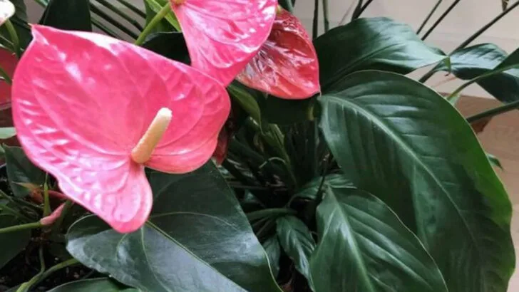 19 Indoor Plants That Can Handle Literally Any Climate