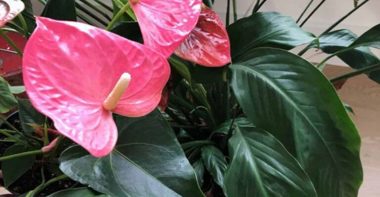 19 Indoor Plants That Can Handle Literally Any Climate
