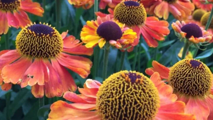 19 Late-Summer Bloomers That Keep the Color Going