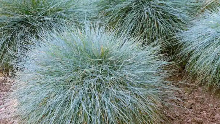 19 Low-Water Plants That Still Look Lush and Full