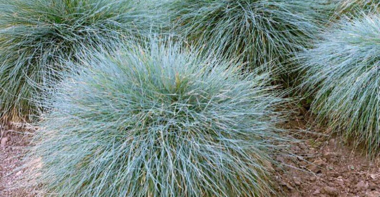 19 Low-Water Plants That Still Look Lush and Full