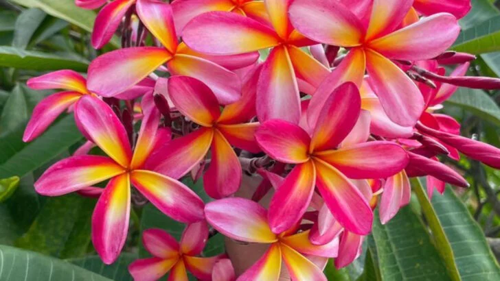 19 Plants That Make Your Patio Feel Like a Tropical Resort