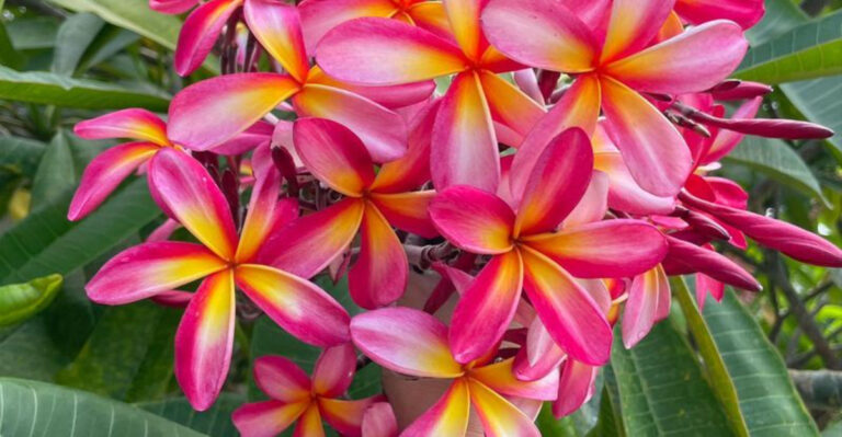 19 Plants That Make Your Patio Feel Like a Tropical Resort
