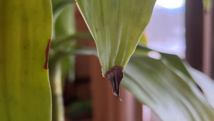 19 Reasons Your Plants Aren’t Thriving—Even If You Think You’re Doing Everything Right