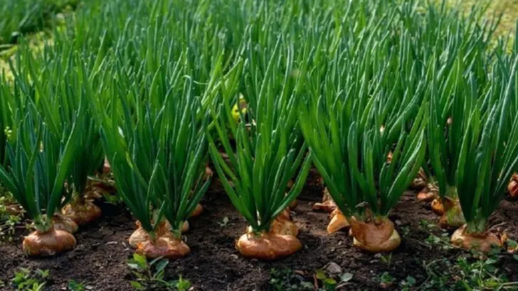 19 Small-Space Vegetables That Still Give Huge Harvests