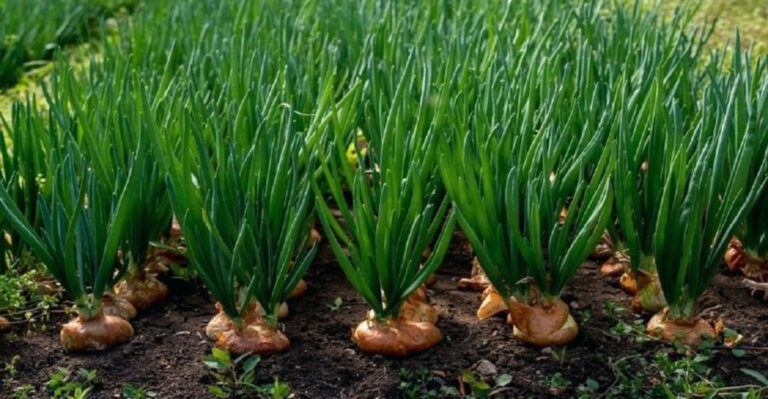 20 Backyard Foods Homesteaders Still Depend On (That Are Easier Than You Think)