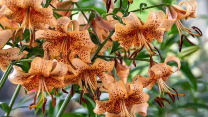 20 Clove-, Cinnamon-, and Vanilla-Scented Plants You Didn’t Know Existed