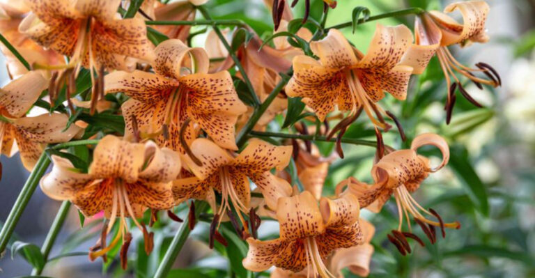 20 Clove-, Cinnamon-, and Vanilla-Scented Plants You Didn’t Know Existed