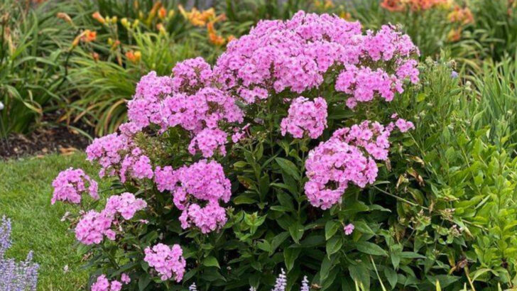 20 Colorful Perennials That Come Back Stronger Every Year