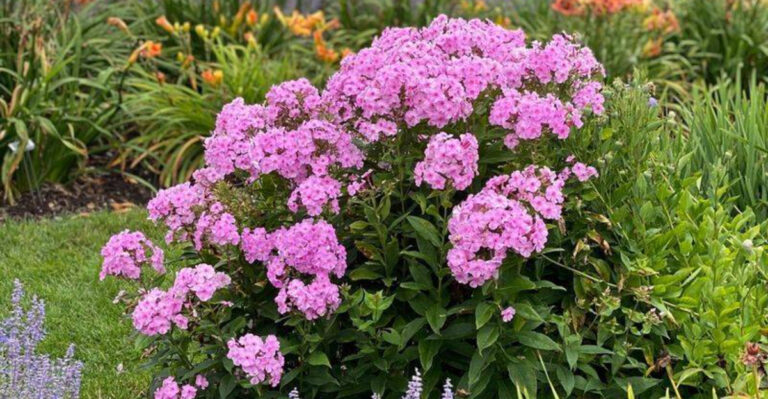 20 Colorful Perennials That Come Back Stronger Every Year