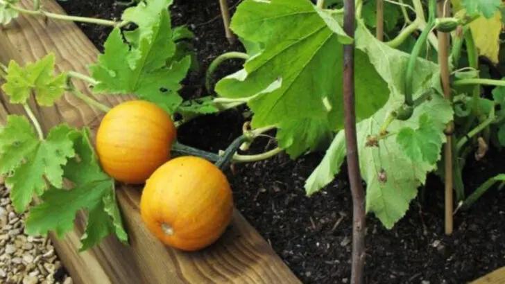 20 Crops Every American Should Be Growing Right Now (Before Prices Rise Again)