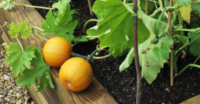 20 Crops Every American Should Be Growing Right Now (Before Prices Rise Again)