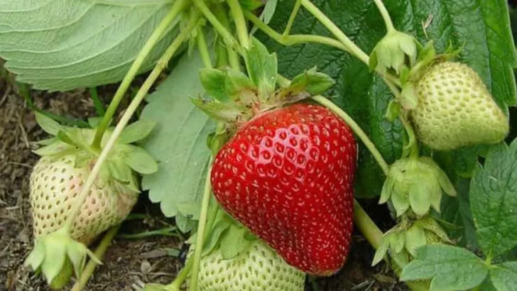 20 Crops to Grow If You Want to Rely Less on the Grocery Store