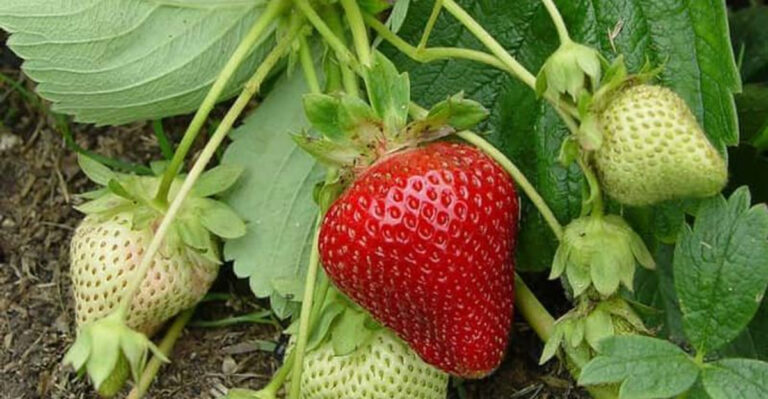20 Crops to Grow If You Want to Rely Less on the Grocery Store