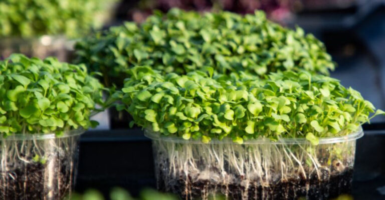 20 Easy-to-Grow Veggies You Can Harvest in Just Weeks