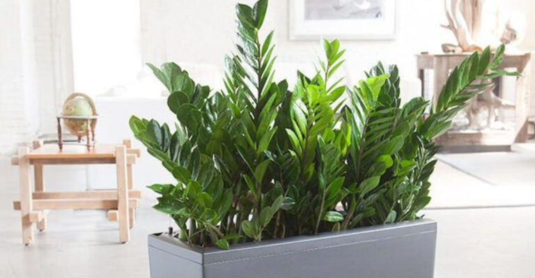 20 Fast-Growing Plants That’ll Fill Your Home With Green—Almost Overnight
